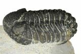 Bargain, Morocops Trilobite - Visible Eye Facets #186734-1